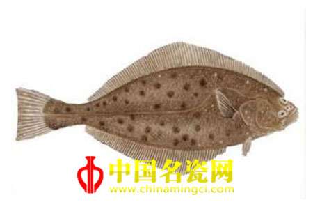 比目魚紋