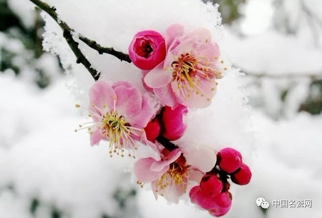 梅與雪之歌
